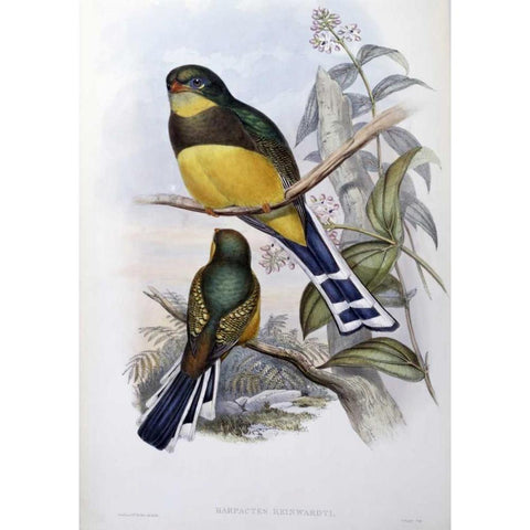 Reinwardts Trogon Black Modern Wood Framed Art Print with Double Matting by Glover, John