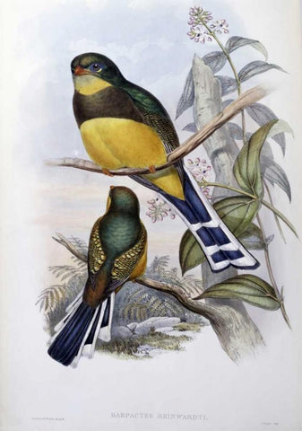 Reinwardts Trogon Black Ornate Wood Framed Art Print with Double Matting by Glover, John