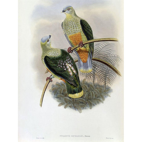 Richards Fruit-Pigeon Gold Ornate Wood Framed Art Print with Double Matting by Gould, John