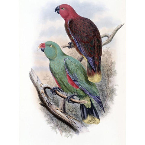 Riedels Parrot Gold Ornate Wood Framed Art Print with Double Matting by Gould, John