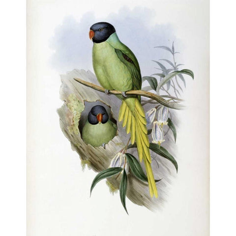 Slaty-Headed Parakeet White Modern Wood Framed Art Print by Glover, John