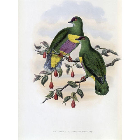 Solomon-Island Fruit-Pigeon Gold Ornate Wood Framed Art Print with Double Matting by Gould, John