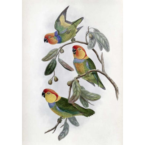 Southern Ring Perroquet Gold Ornate Wood Framed Art Print with Double Matting by Glover, John