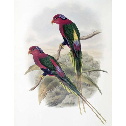 Stella Parakeet Black Modern Wood Framed Art Print with Double Matting by Glover, John