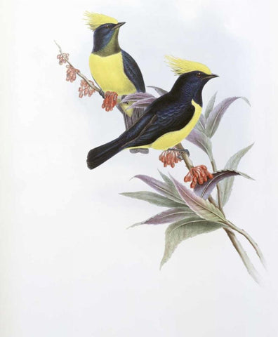 Sultan Tit White Modern Wood Framed Art Print with Double Matting by Glover, John