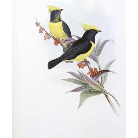 Sultan Tit White Modern Wood Framed Art Print by Glover, John