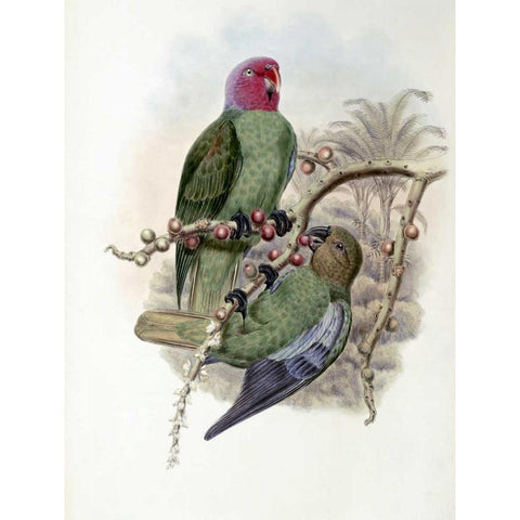 Tenimber Parrot Gold Ornate Wood Framed Art Print with Double Matting by Glover, John