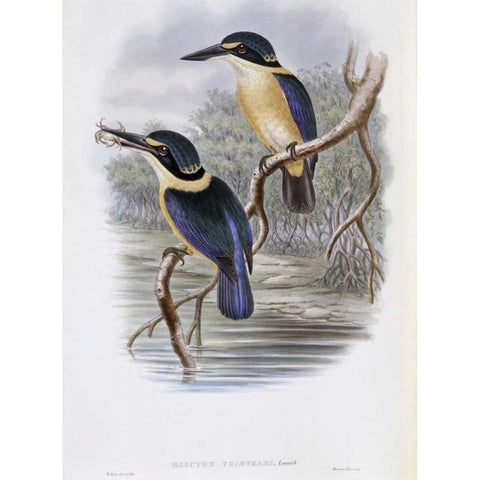 Tristrams Kingfisher Black Modern Wood Framed Art Print by Glover, John