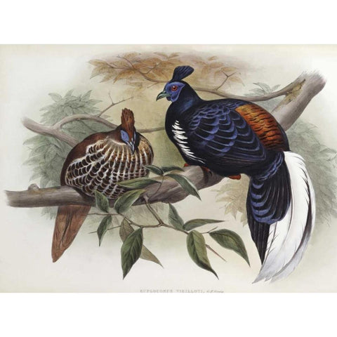 Vieillots Fireback Gold Ornate Wood Framed Art Print with Double Matting by Glover, John