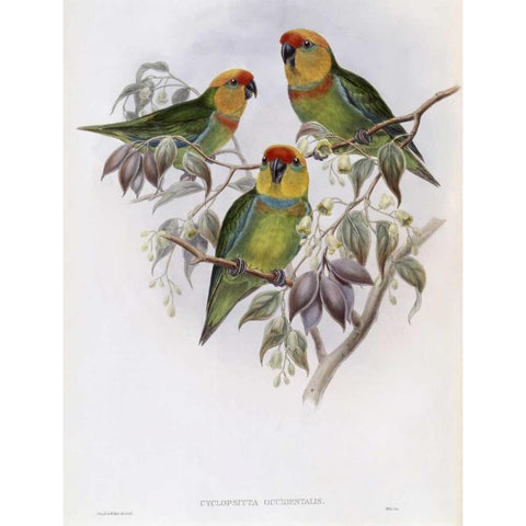 Western Perroquet White Modern Wood Framed Art Print by Glover, John