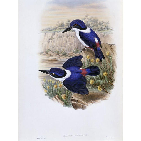 White-Backed Kingfisher Black Modern Wood Framed Art Print with Double Matting by Gould, John