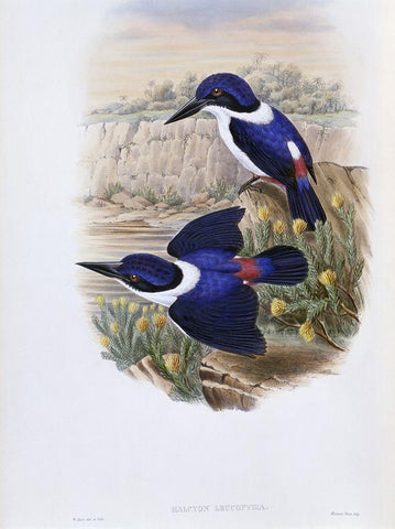 White-Backed Kingfisher Black Ornate Wood Framed Art Print with Double Matting by Gould, John