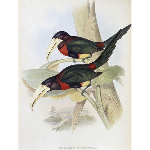 Yellow-Billed Aracari (Toucan) Black Modern Wood Framed Art Print with Double Matting by Gould, John