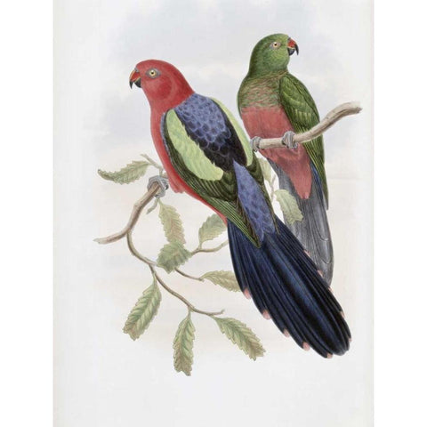 Yellow-Winged King Parrot Gold Ornate Wood Framed Art Print with Double Matting by Glover, John