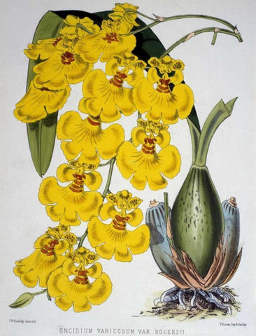 Oncidium Varicosum Var. Rogers II Black Ornate Wood Framed Art Print with Double Matting by Jennings, Samuel