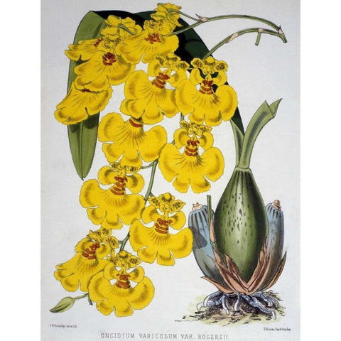 Oncidium Varicosum Var. Rogers II White Modern Wood Framed Art Print by Jennings, Samuel