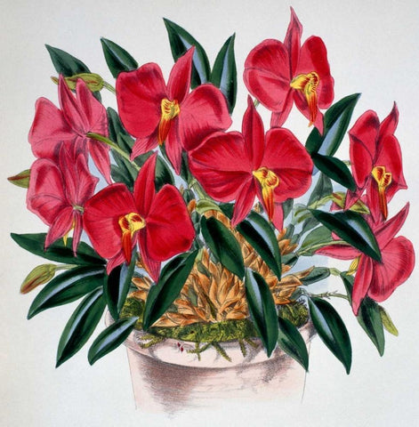 Sophronitis Grandiflora White Modern Wood Framed Art Print with Double Matting by Jennings, Samuel