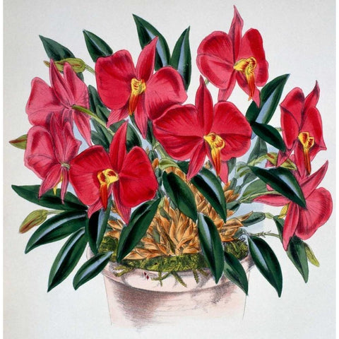 Sophronitis Grandiflora Black Modern Wood Framed Art Print with Double Matting by Jennings, Samuel