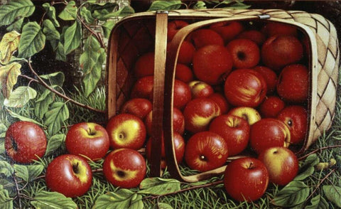 Basket of Apples White Modern Wood Framed Art Print with Double Matting by Prentice, Levi Wells