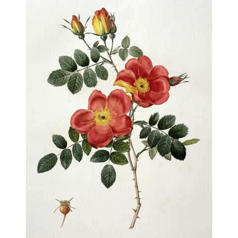 Rosa Eglanteria - Punicea Black Modern Wood Framed Art Print with Double Matting by Redoute, Pierre Joseph