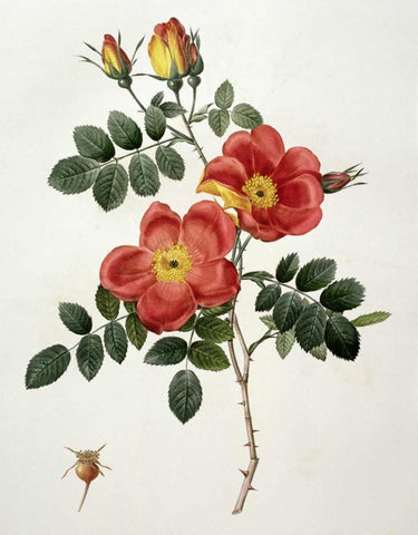 Rosa Eglanteria - Punicea Black Ornate Wood Framed Art Print with Double Matting by Redoute, Pierre Joseph
