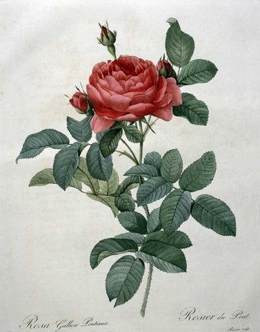 Rosa Gallica - Pontiana White Modern Wood Framed Art Print with Double Matting by Redoute, Pierre Joseph