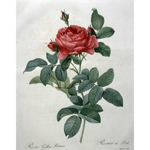 Rosa Gallica - Pontiana Black Modern Wood Framed Art Print with Double Matting by Redoute, Pierre Joseph