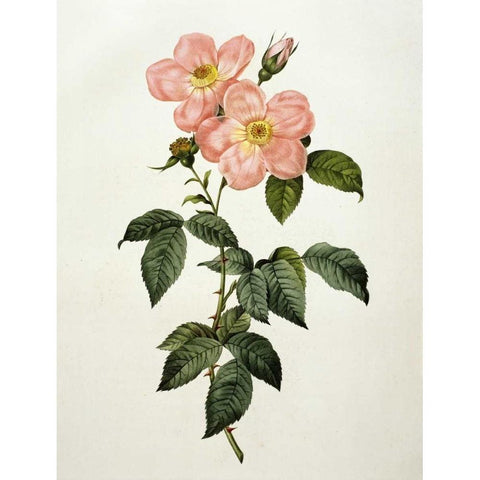 Rosa Indica Frangras - Flora Simplici White Modern Wood Framed Art Print by Redoute, Pierre Joseph
