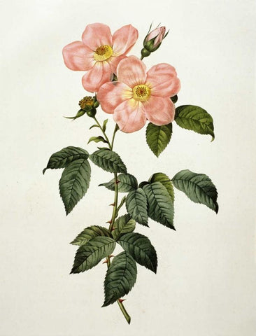 Rosa Indica Frangras - Flora Simplici Black Ornate Wood Framed Art Print with Double Matting by Redoute, Pierre Joseph