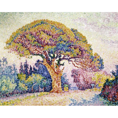 Pine Tree In St. Tropez White Modern Wood Framed Art Print by Signac, Paul