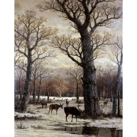 Deer Foraging, Winter Black Modern Wood Framed Art Print with Double Matting by Unknown