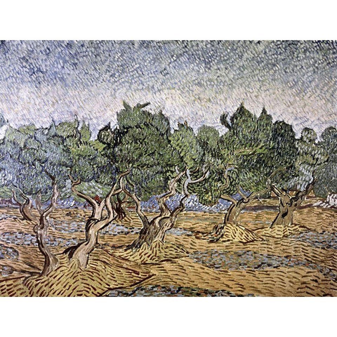 Olive Orchard, Violet Soil White Modern Wood Framed Art Print by Van Gogh, Vincent