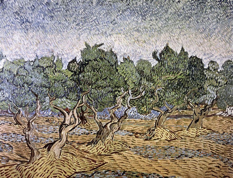 Olive Orchard, Violet Soil White Modern Wood Framed Art Print with Double Matting by Van Gogh, Vincent