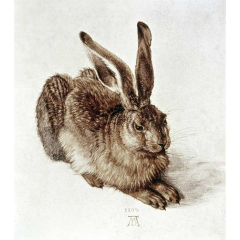 The Young Hare White Modern Wood Framed Art Print by Durer, Albrecht