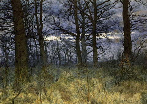 The Woods at Dusk White Modern Wood Framed Art Print with Double Matting by Garden, William Fraser