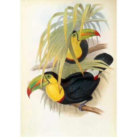 Short Billed Toucan Gold Ornate Wood Framed Art Print with Double Matting by Glover, John