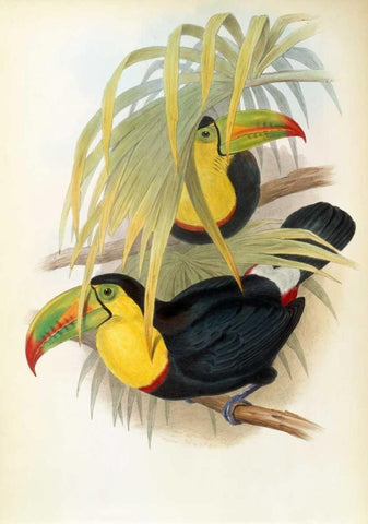 Short Billed Toucan White Modern Wood Framed Art Print with Double Matting by Glover, John