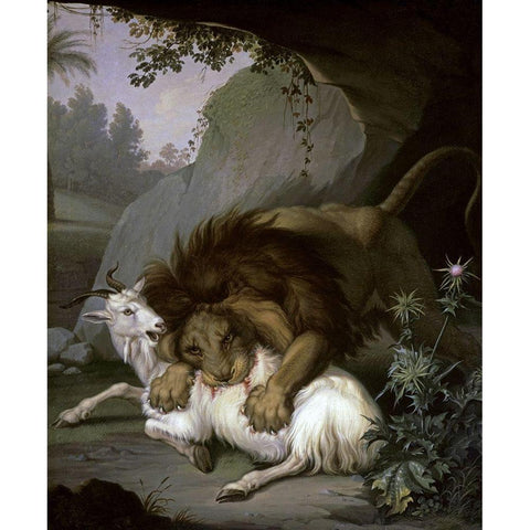 A Lion Attacking a Goat Black Modern Wood Framed Art Print with Double Matting by Peter, Wenzel
