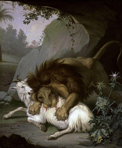 A Lion Attacking a Goat White Modern Wood Framed Art Print with Double Matting by Peter, Wenzel