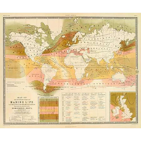 Marine life, 1854 Gold Ornate Wood Framed Art Print with Double Matting by Forbes, Edward