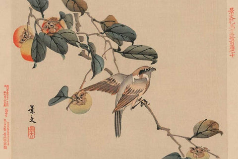 Bird perched on a branch from a fruit persimmon tree., 1892 Black Ornate Wood Framed Art Print with Double Matting by Matsumura, Keibun