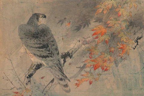 Eagle on a maple branch White Modern Wood Framed Art Print with Double Matting by Unknown