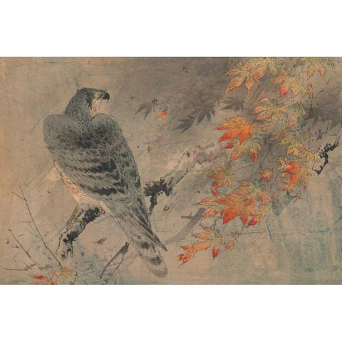 Eagle on a maple branch Black Modern Wood Framed Art Print by Unknown