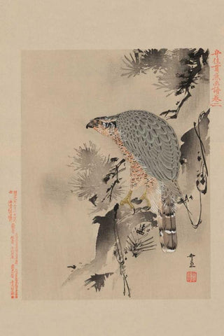 Hawk White Modern Wood Framed Art Print with Double Matting by Unknown