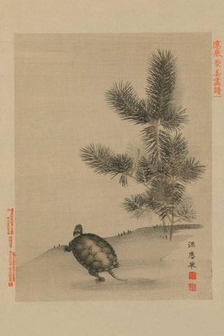 Turtle White Modern Wood Framed Art Print with Double Matting by Unknown