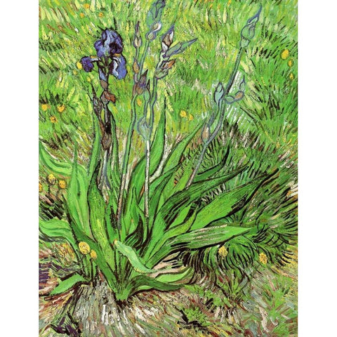 The Iris Black Modern Wood Framed Art Print with Double Matting by Van Gogh, Vincent