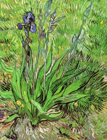 The Iris White Modern Wood Framed Art Print with Double Matting by Van Gogh, Vincent