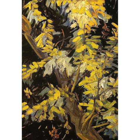 Blossoming Acacia Branches Black Modern Wood Framed Art Print with Double Matting by Van Gogh, Vincent