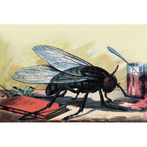 Fly Black Modern Wood Framed Art Print with Double Matting by Unknown