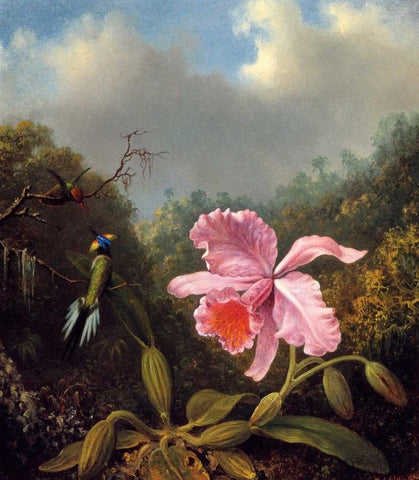 Fighting Hummingbirds With Pink Orchid White Modern Wood Framed Art Print with Double Matting by Heade, Martin Johnson